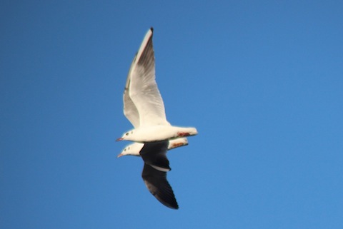 Black-headed gulls still in winter plumage.