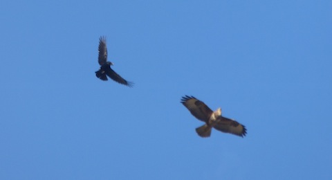 Common buzzard being mobbed by one of many corvids over Unstead sewage farm.