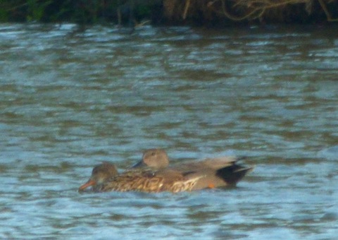 Distant shot of a drake and duck gadwall on Stoke Lake.
