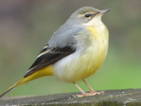 Grey wagtail are most often seen near water.