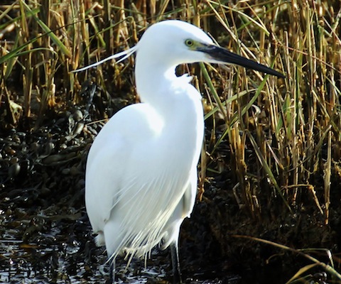 Numbers of little egret's have been increaseing on flooded areas around Guildford.