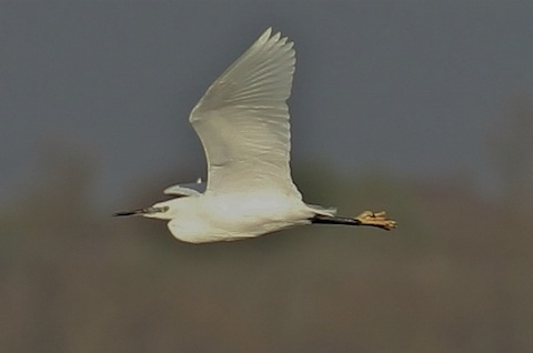 Little egret in flight.