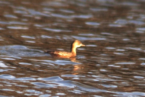 My first sighting this year of a little grebe on Stoke lake.