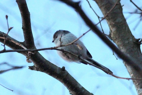 One of a small group of long-tailed tits feeding in the hedgerows.