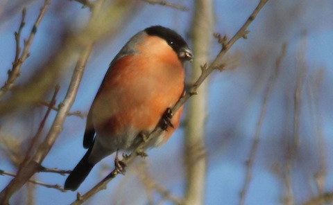 One of several  male bullfinches feeding on the buds of a hawthorne.
