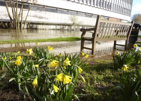 Water seeps across the towpath opposite Debenhams where daffodils are now in flower.