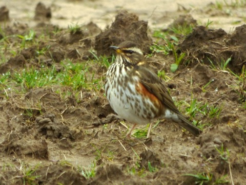 Redwing now becoming less camera shy.