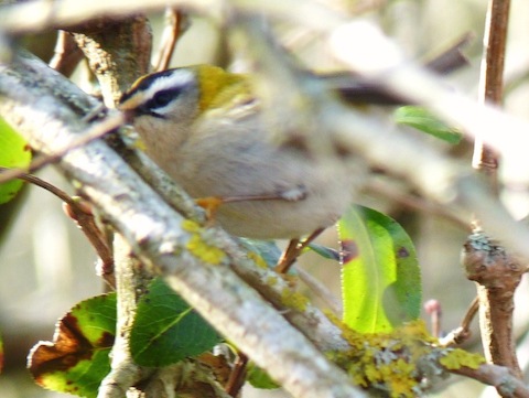 A firecrest I photographed a few years ago.