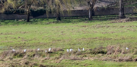 11 little egrets (one out of shot) feeding at Shalford water meadows.