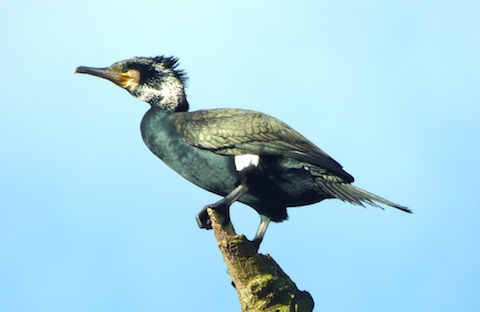 A cormorant perches on one of its favourite spots  by the river at Stoke Nature Reserve.
