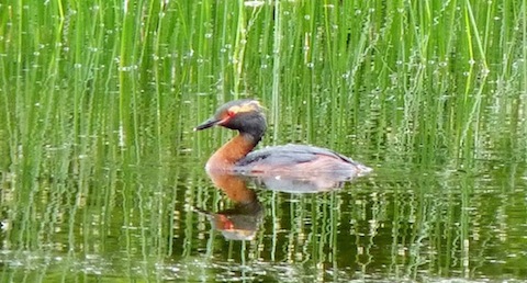 A picture of a slavonian grebe i took  in its summer plumage in a calm and secluded loch in Scotland.
