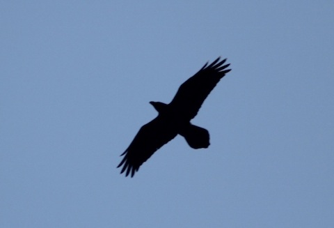A raven flies over on Bodmin Moor.