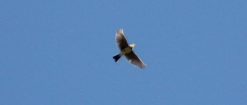A skylark sings high over Farlington Marshes.