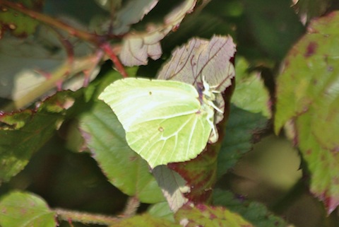 Brimstone butterflies are now out in good numbers.