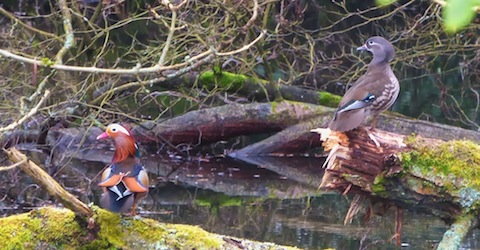 Mandarin drake and duck looking for a nest site.