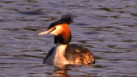 Great crested grebe now in full breeding plumage.