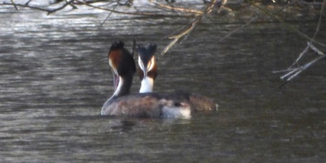 Great crested grebes do their courtship dance.