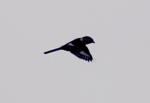 Great grey shrike in silhouette as it hovers kestrel-like over the heathland.
