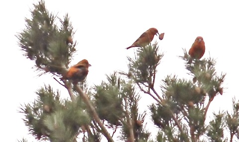 Male crossbill feeding on pine cones high in a tree on Thursley Common.
