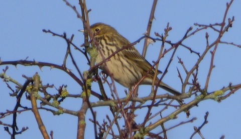 Meadow pipits still wintering in a flocks of 40 or more in a field south of Stoke Lake.