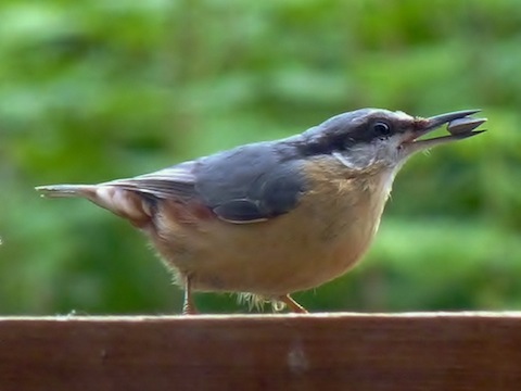 Nuthatch - best viewed when tempted down to bird tables and feeders.