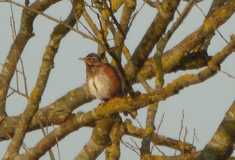 One of a large group of Redwings still present in flocks of 100 or more.