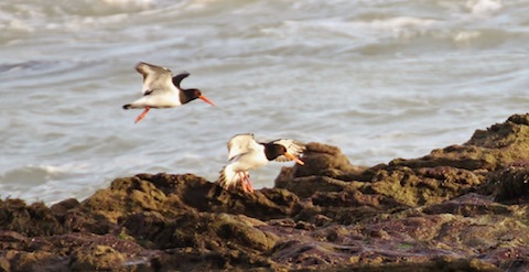 Oystercatchers move back in looking food as the tide retreats.