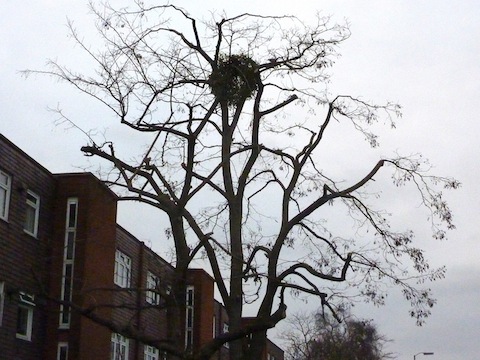 I think this is mistletoe in an ash tree on a busy road into Guildford town centre. Can you say where it is?