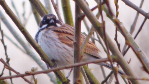 Reed bunting now seen back in its familiar spot next to the boardwalk near Stoke Lake.
