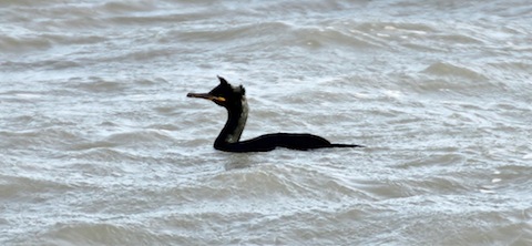 Shag, a similar but smaller bird to the cormorants that are often seen at Stoke Lake.