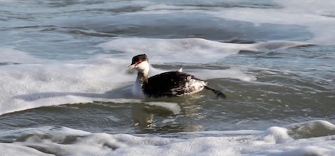Slavonian grebe in winter plumage battles with with the tide off the Cornish coast.