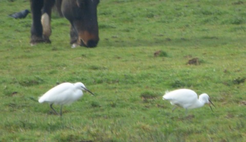 Two little egrets feeding among horses on the water meadows in Chilworth.