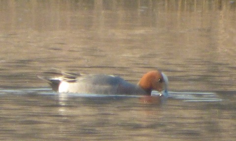 Wigeon in a flooded field beyond Bowers Lock.