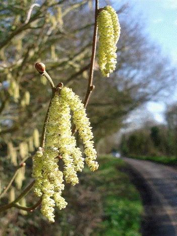 Catkins on the Coppiced hazel along the towpath, this is definitely a sign that spring is in the air.