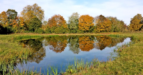 the wetland at Clandon Wood. Picture by Dani Maimone.