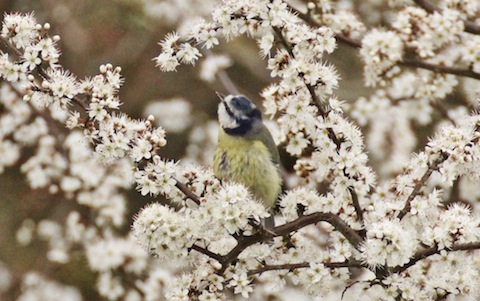 A blue tit feeds among the spring the blossom.