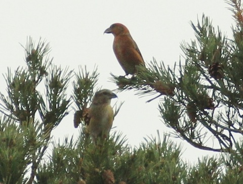 A 'brick red' male and the more green-yellow female (below) high in a pine tree.