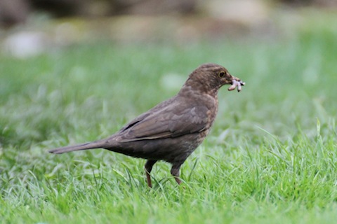 A female blackbird already collecting food for its young.