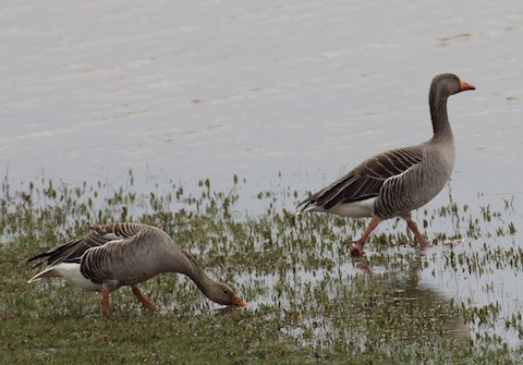 A pair of greylag geese.