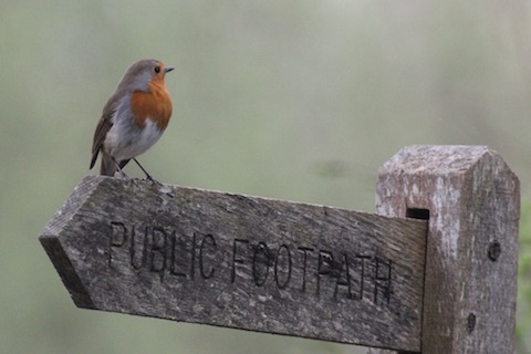 A robin points the way at Pulborough.