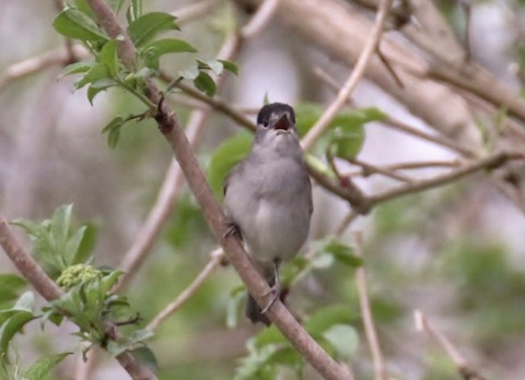 Blackcaps now in full voice - This one pictured at Pulborough Brooks.