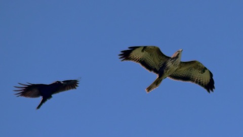 Common buzzard  wth the usual sight of a corvid in pursuit.
