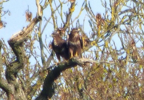 Common buzzards pairing up.