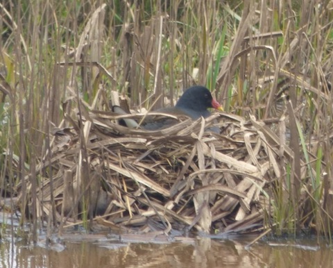 Coot already sits on its nest at Pulborough.
