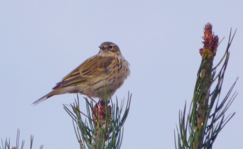 Meadow pipit perches on small pine on Whitmoor Common.