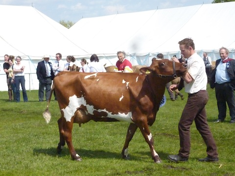 The Surrey County Show in Stoke Park always draws a large amount of visitors.