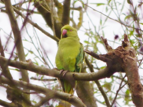 Ring-necked parakeet. Now often seen in areas around Guildford.