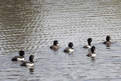 Tufted duck seen at Stoke Lake.