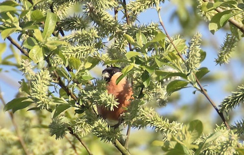 A bullfinch struggles to conceal itself.
