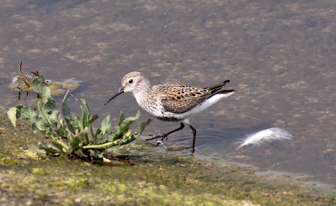 A lone dunlin in summer plumage visits Staines Reservoir.